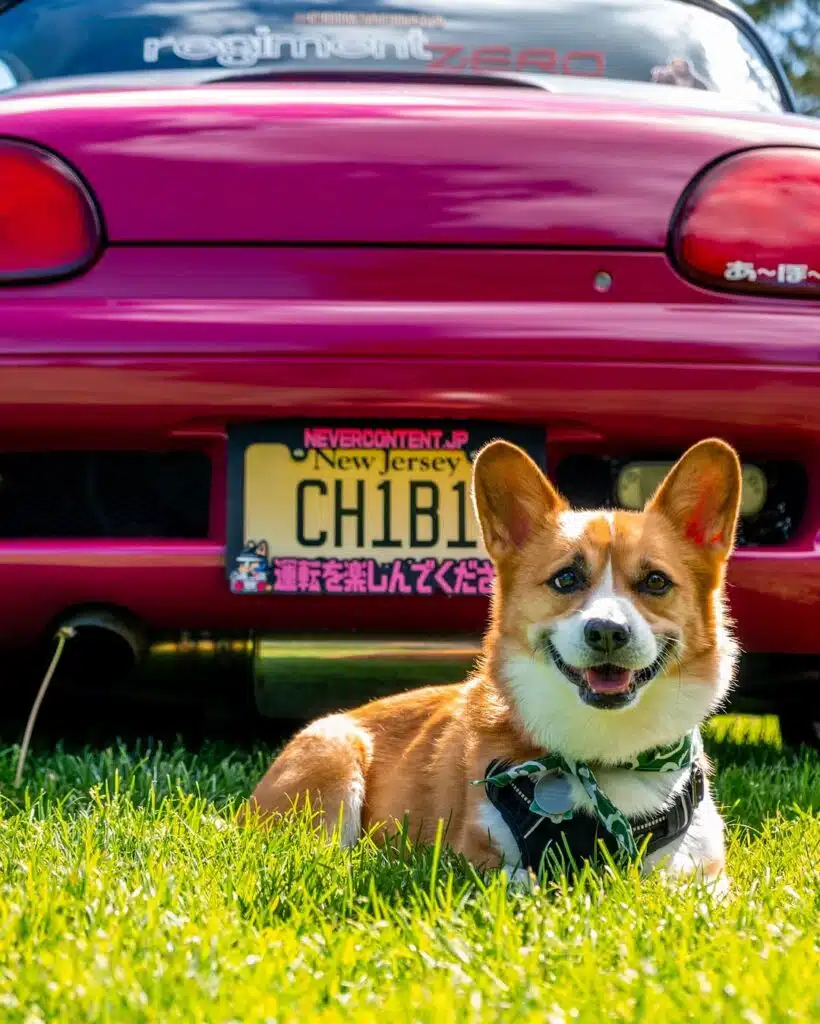 Incredibly cute puppy has become the most unlikely but much needed supercar model