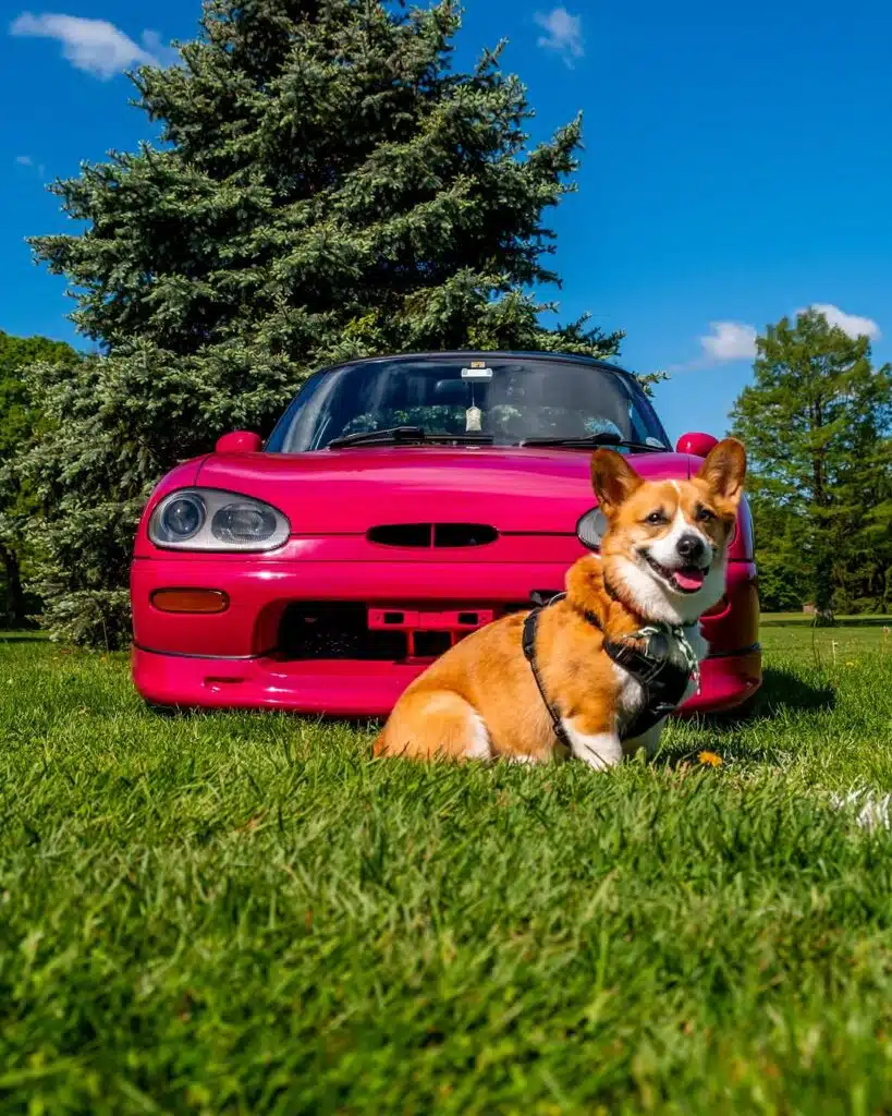 Incredibly cute puppy has become the most unlikely but much needed supercar model