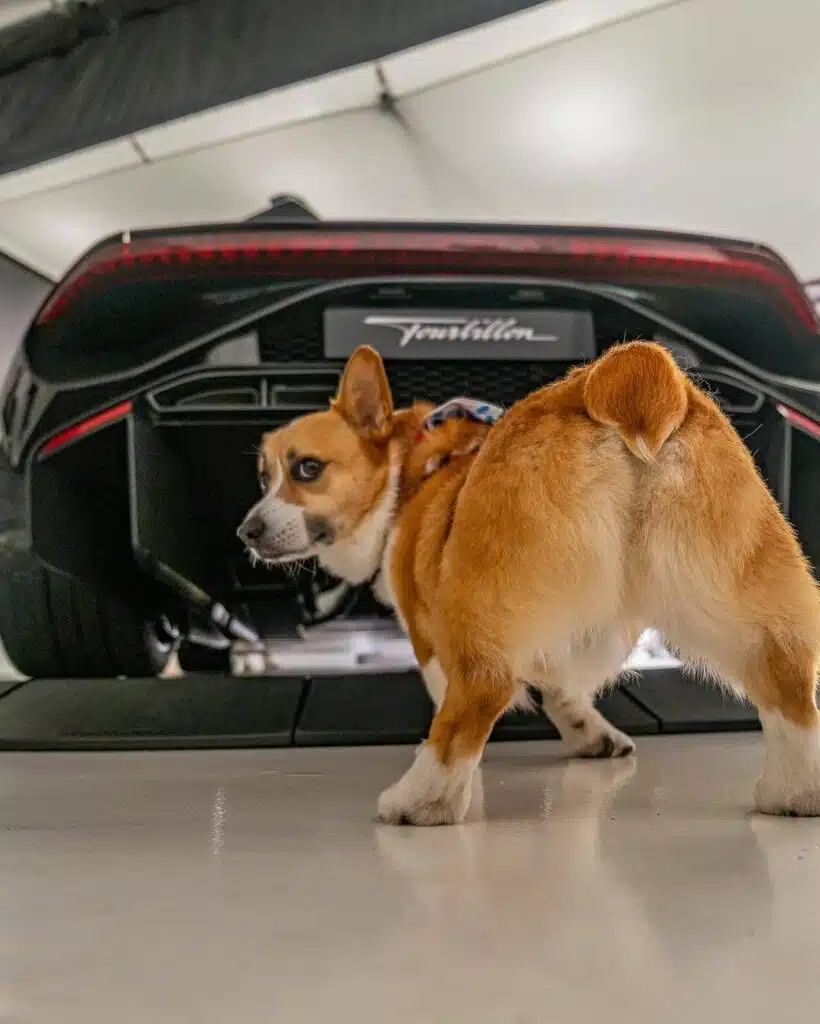 Incredibly cute puppy has become the most unlikely but much needed supercar model