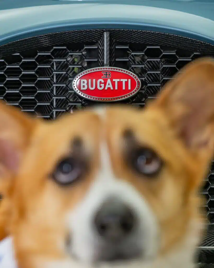 Incredibly cute puppy has become the most unlikely but much needed supercar model