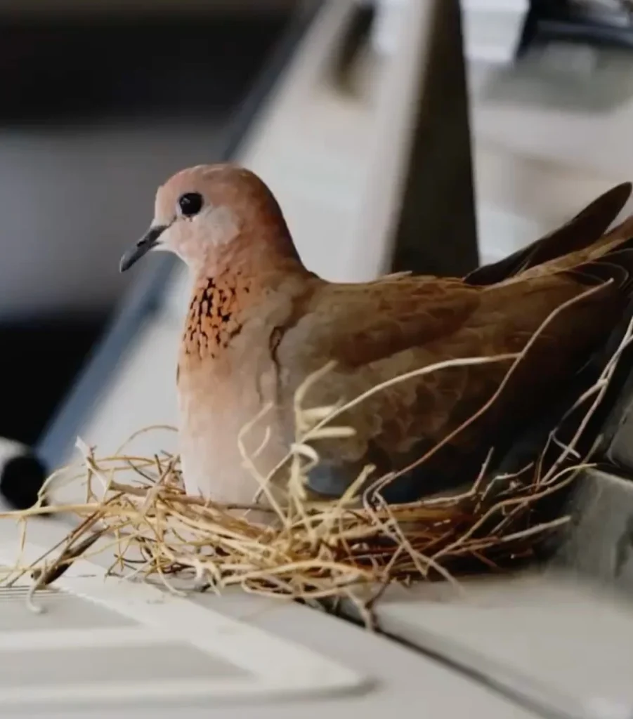 Dubai prince worth $400,000,000 shows soft side by cordoning off Mercedes-AMG G 63 SUV for heartwarming reason