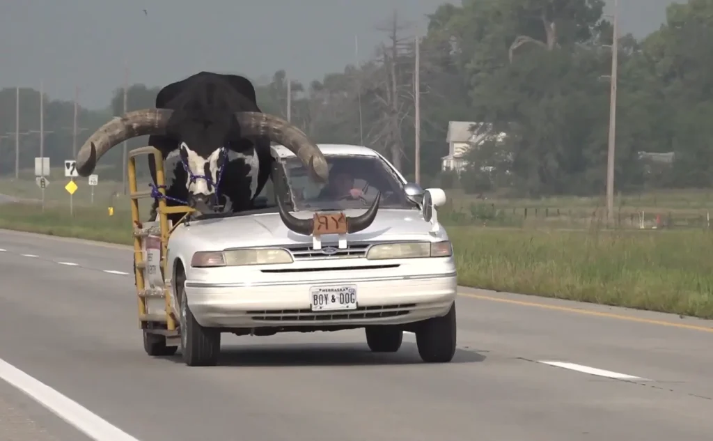 A car with a bull