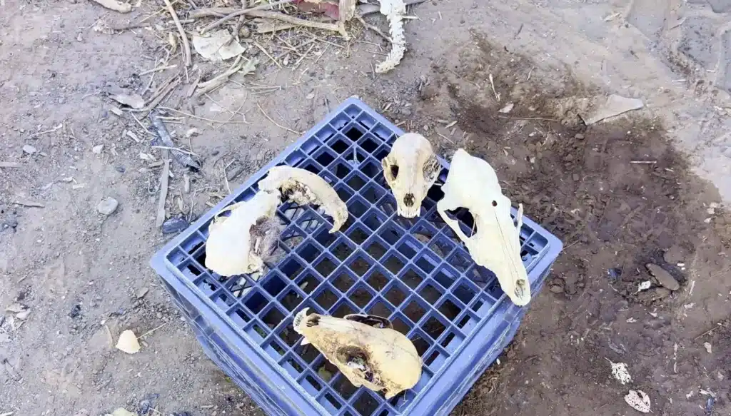 Animal skulls found