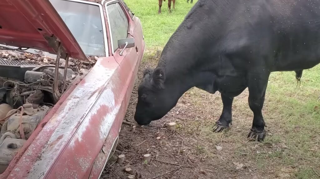 Ford Mustang abandoned in cow field