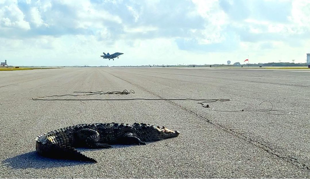 Huge croc shuts down US Navy base – and 5 other times dangerous animals turned up in unexpected places