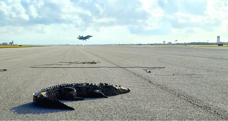 An American crocodile on a US Navy airstrip.