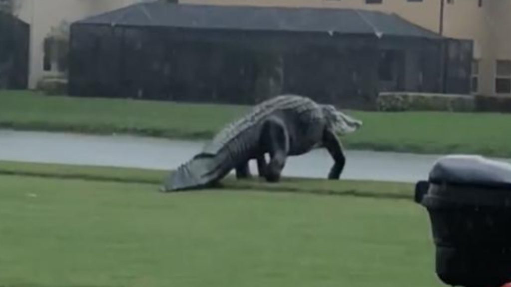 A massive alligator strolls across a Florida golf course.