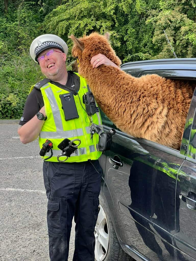 Scotish Police pull car over and find an Alpaca in the passenger seat