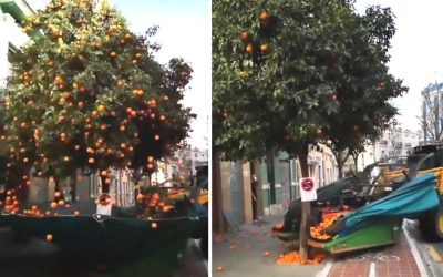 This ‘bat-winged’ tractor literally SHAKES oranges off trees