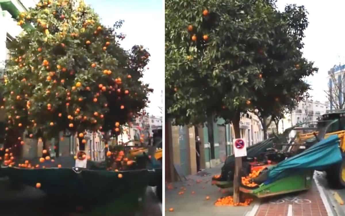 This bat-winged tree shakes oranges off a tree.