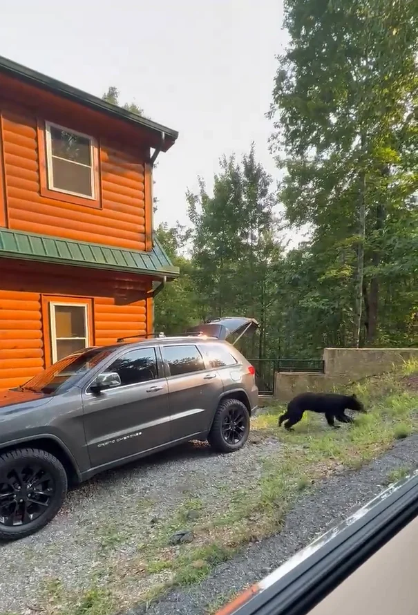Tennessee family come up with clever way to get bear out of their car without getting too close to the animal