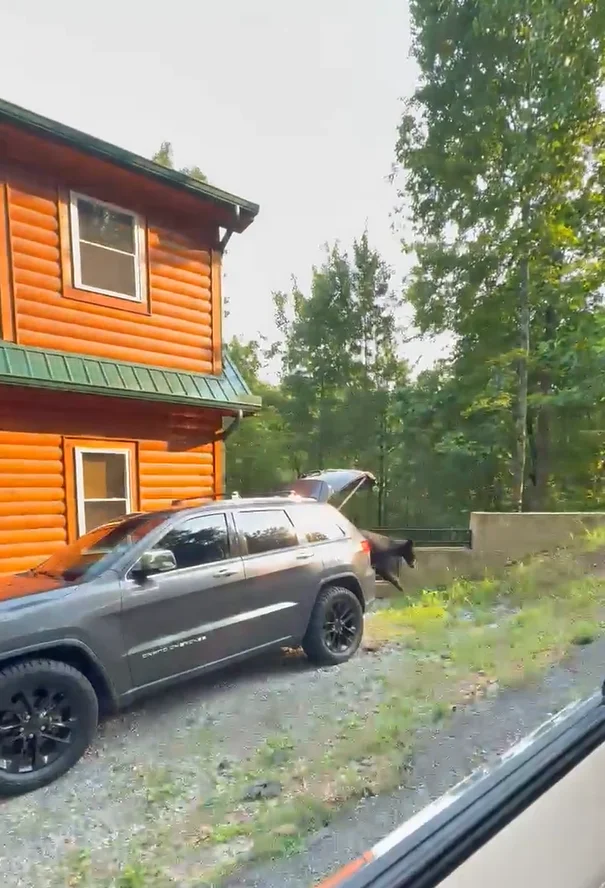Tennessee family come up with clever way to get bear out of their car without getting too close to the animal