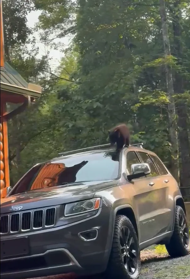 Tennessee family come up with clever way to get bear out of their car without getting too close to the animal