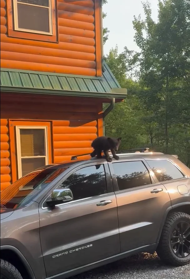 Tennessee family come up with clever way to get bear out of their car without getting too close to the animal