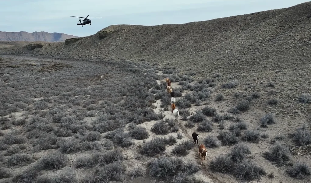 Utah man attempts to use his Blackhawk helicopter to save 34 wild horses in last-minute call