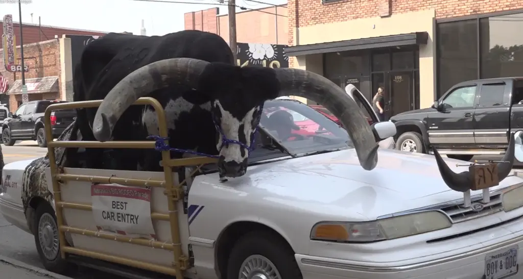 Man pulled over for driving with bull inside car