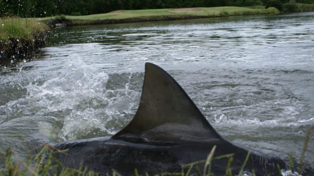 A bull shark swims at the Carbrook Golf Course in Brisbane.