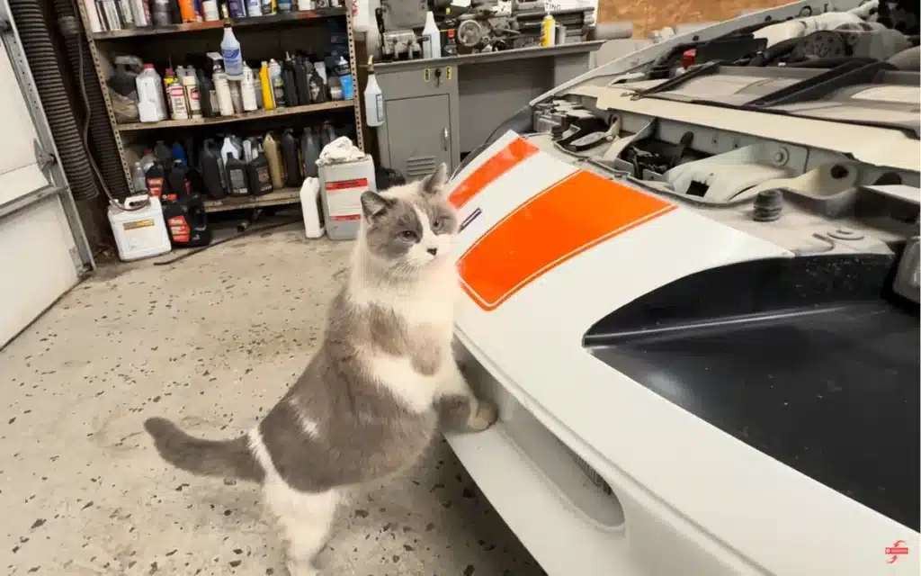 Chevrolet Camaro SS and cat