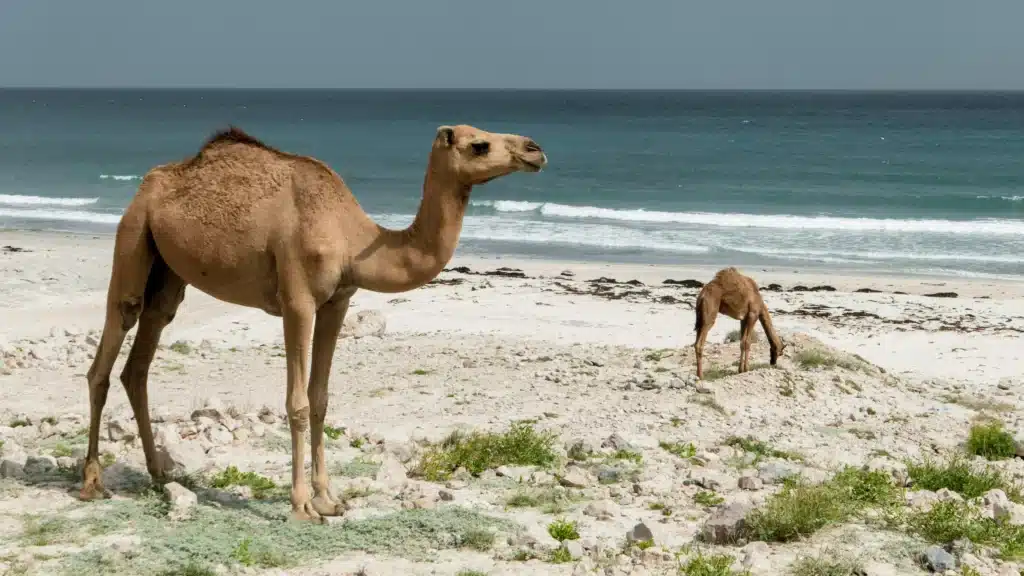 Camels