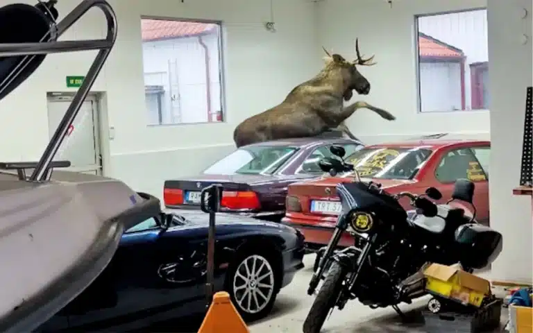 Moose breaks into BMW performance shop causing total chaos