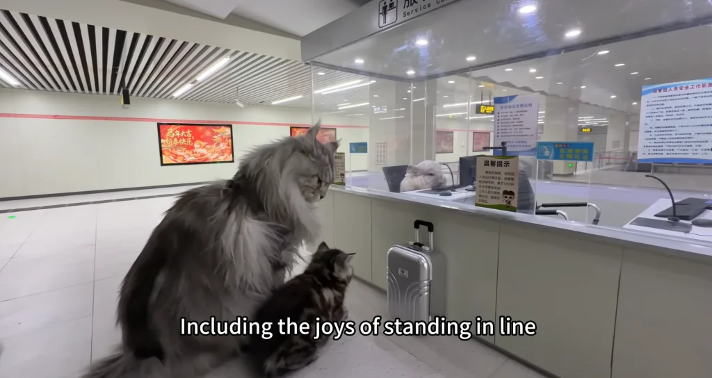 This YouTuber has built a full city for his cat featuring a working subway station to take the pet to school