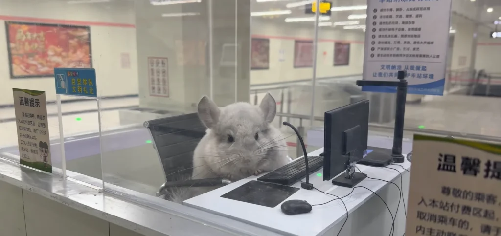 This YouTuber has built a full city for his cat featuring a working subway station to take the pet to school