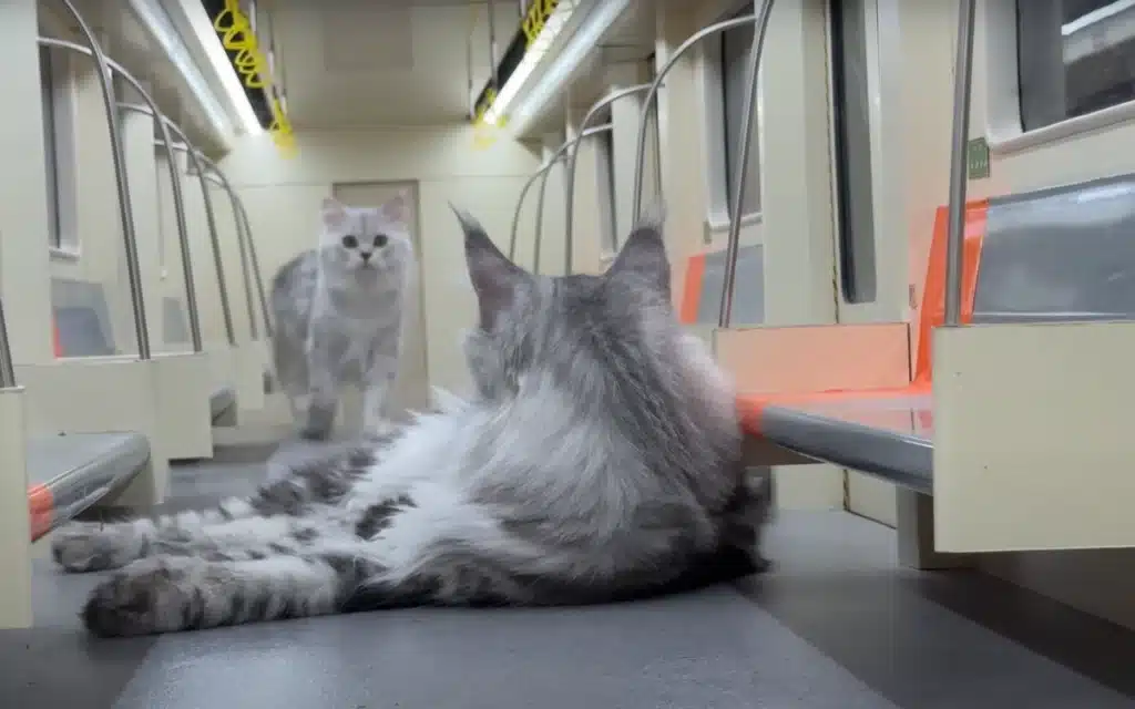 Cats inside a mini cat train
