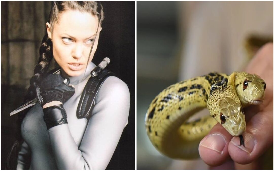 From coat hangers to snakes, these are the weirdest things collected by celebrities