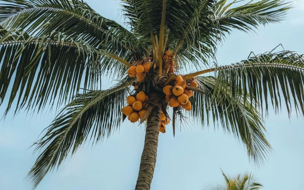 A car owner in India turned a frustrating accident into the perfect case of malicious compliance, after a falling coconut led to an unexpected insurance standoff with the neighbors.