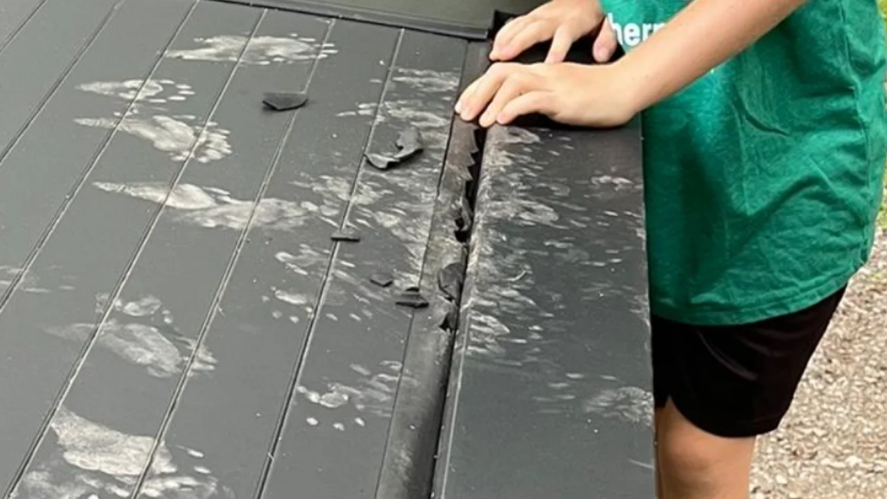 Minnesota man camping in Tesla Cybertruck wakes up to find raccoons trying to break in after mistaking truck for a dumpster