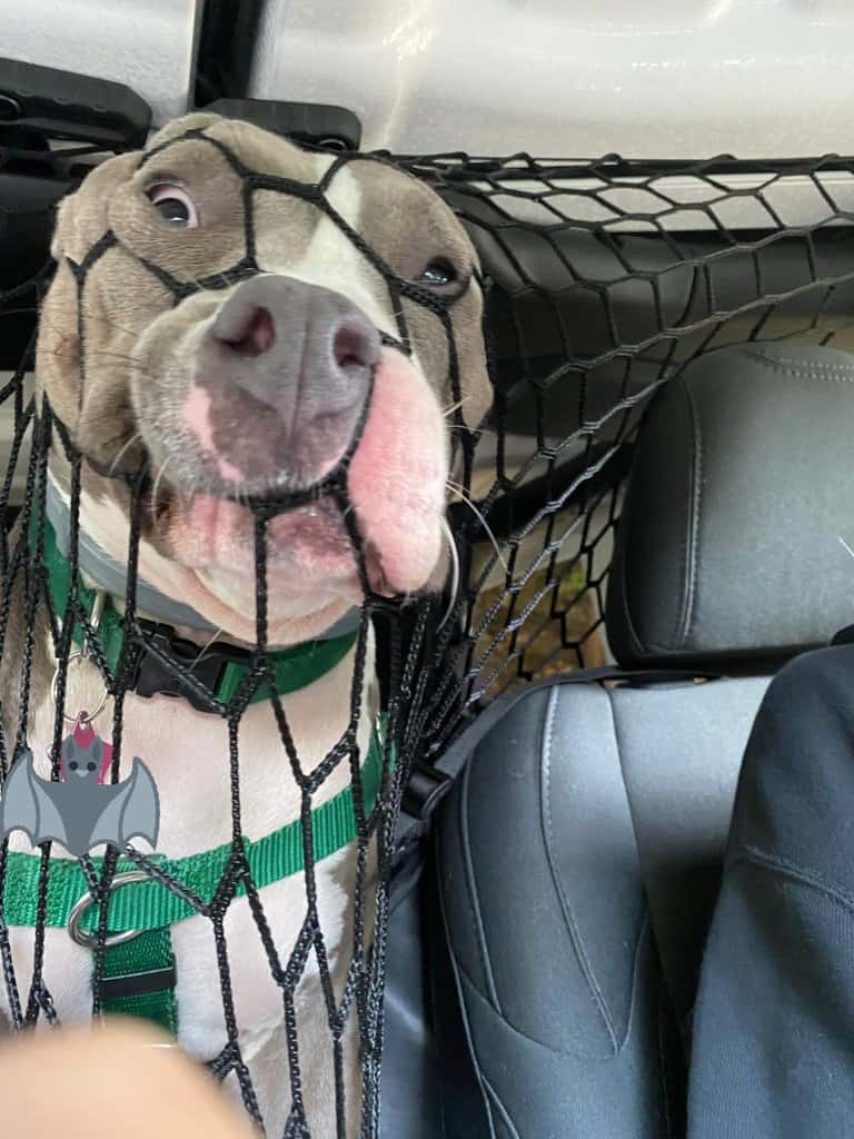Dog puts her head through safety net in car 