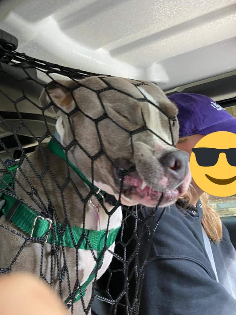 Animals in cars: This gog puts her head through a safety net in her owner's car 