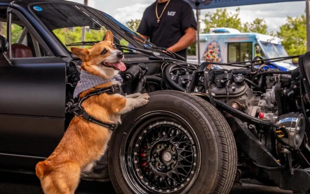 Incredibly cute puppy has become the most unlikely but much needed supercar model