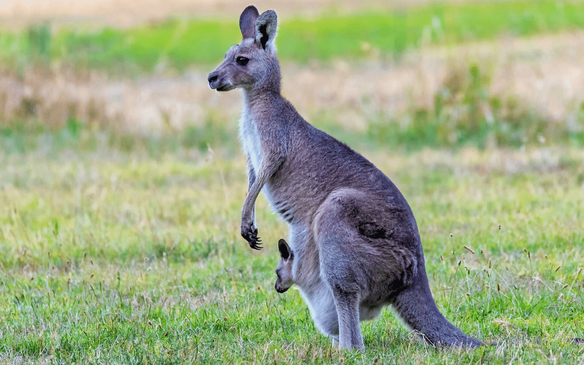 Alabama man’s pet kangaroo escaped and shut down an interstate