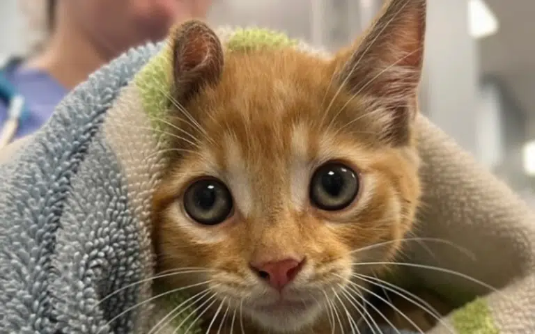 Stray kitten found under car hood gets first-class ride with Delaware firefighters