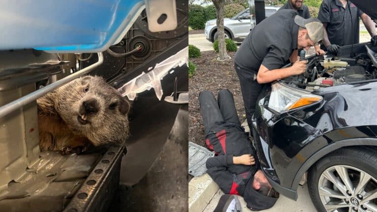 Carwash workers found a live groundhog in a woman's car