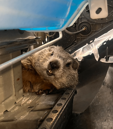 The groundhog stuck in the front bumper