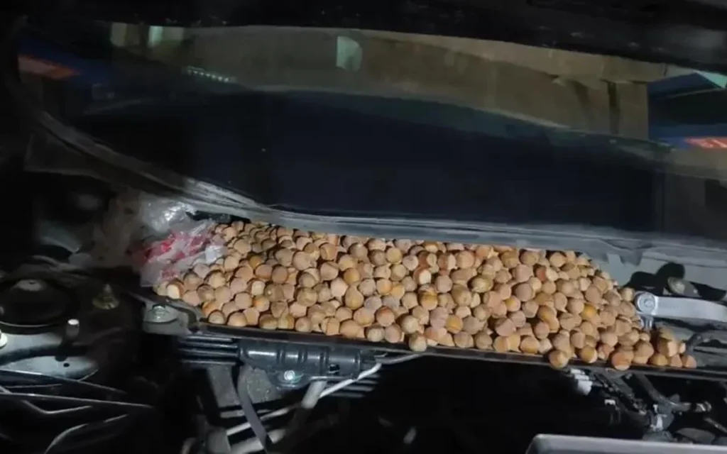 This Chinese man was left baffled after discovering the reason that his car stopped working was that it was stuffed with over 40lbs of hazelnuts