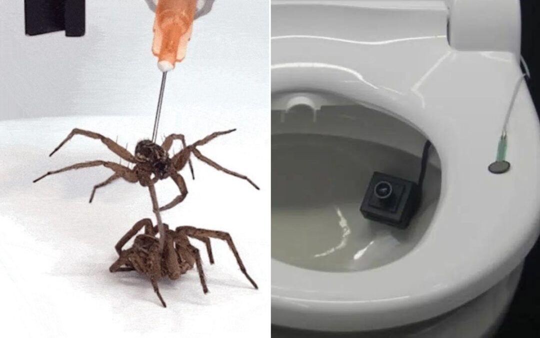 From robotic dead spiders to the ‘smart toilet’, these are the weirdest Ig Nobel Prize winners