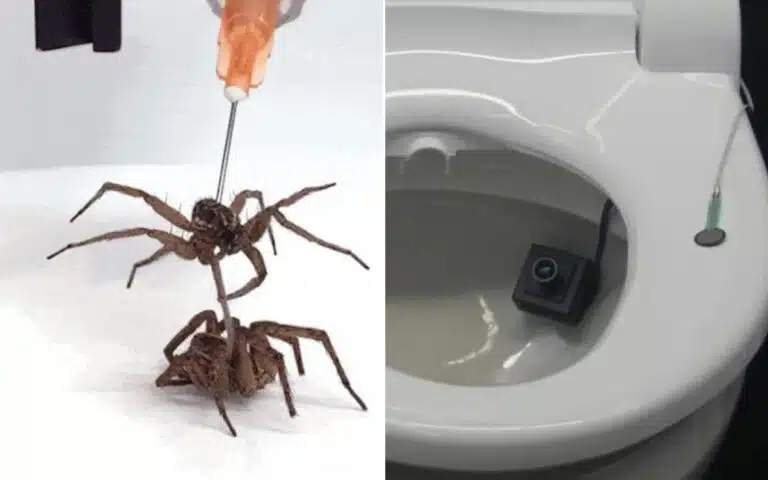 Ig Nobel Prize winners - robotic dead spiders, smart toilets