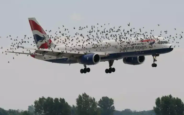 Incredible one-of-a-kind photo captures flock of birds flying alongside plane