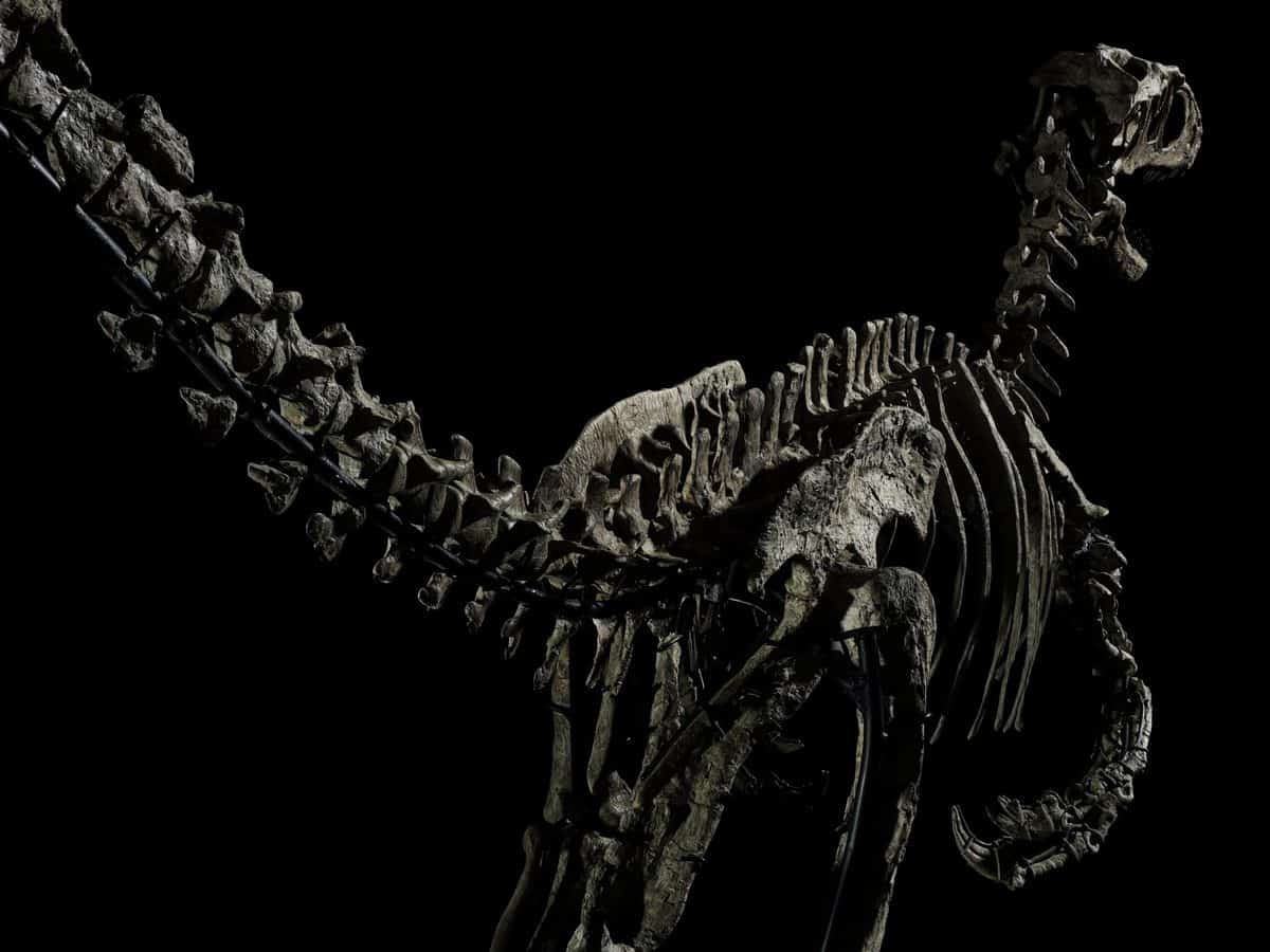 The rear angle of the Deinonychus skeleton.