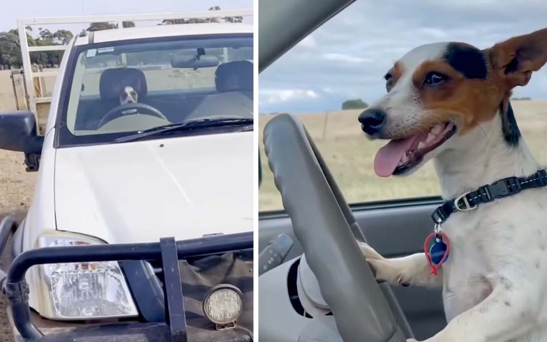 Driving dog cruises around a farm in owner’s pickup truck
