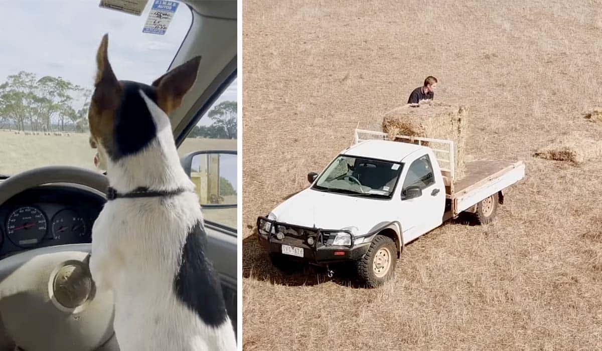 Jack Russell dog driving pickup truck