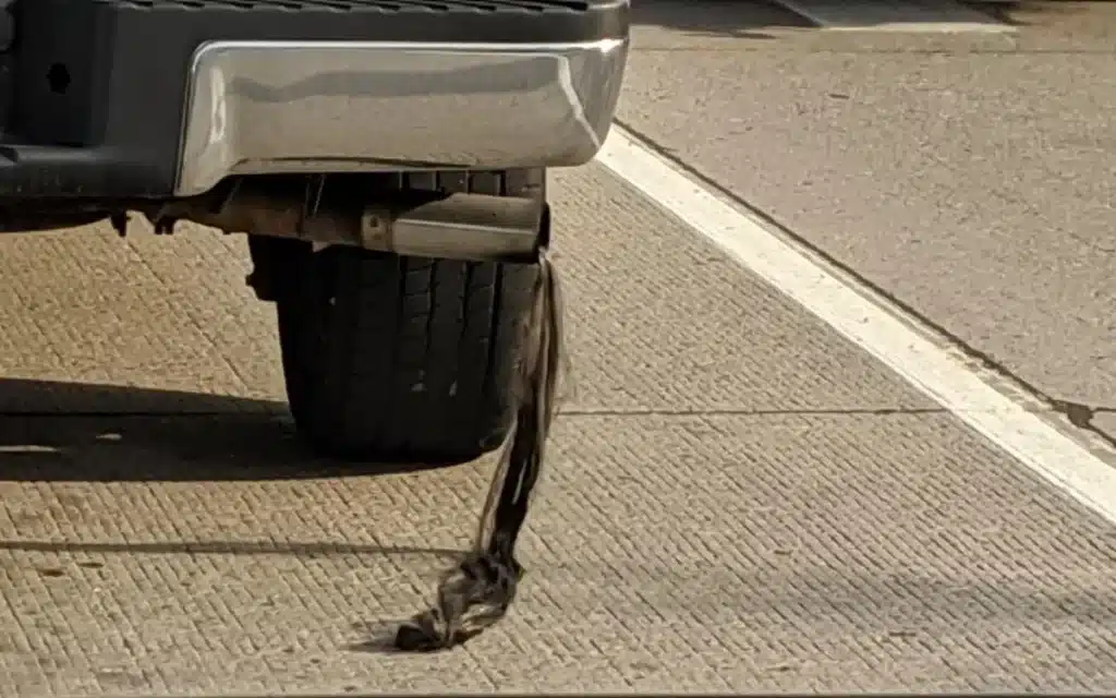 Man-gets-a-shock-to-see-hair-growing-from-exhaust-pipe-finds-out-hes-not-alone