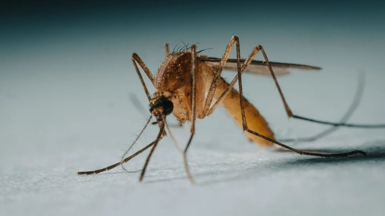 Google wants to release 64,000,000 mosquitoes in Florida and California