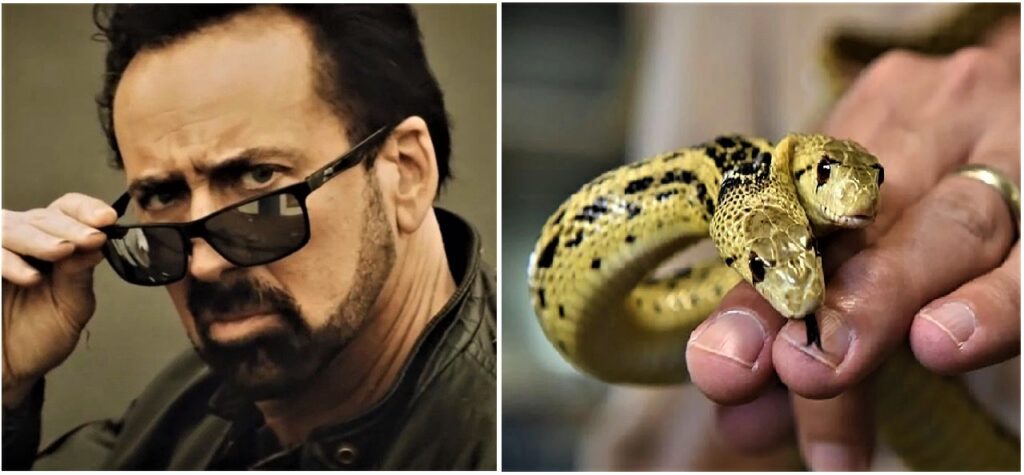 Nicolas Cage and his two-headed snake Harvey