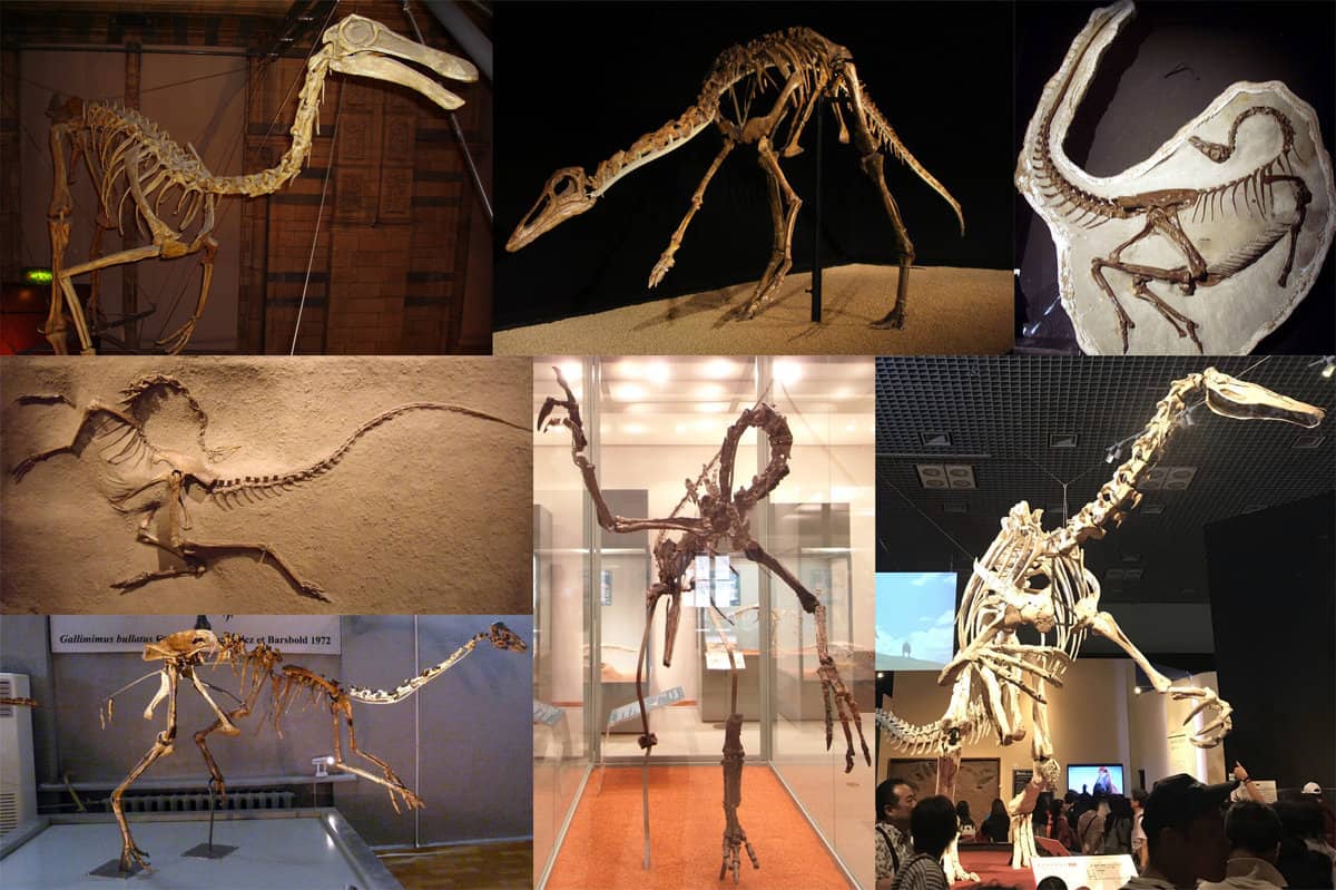 Montage of seven ornithomimosaurs, clockwise from top left: Gallimimus, Anserimimus, Ornithomimus, Deinocheirus, Harpymimus, Struthiomimus and "Gallimimus mongoliensis".