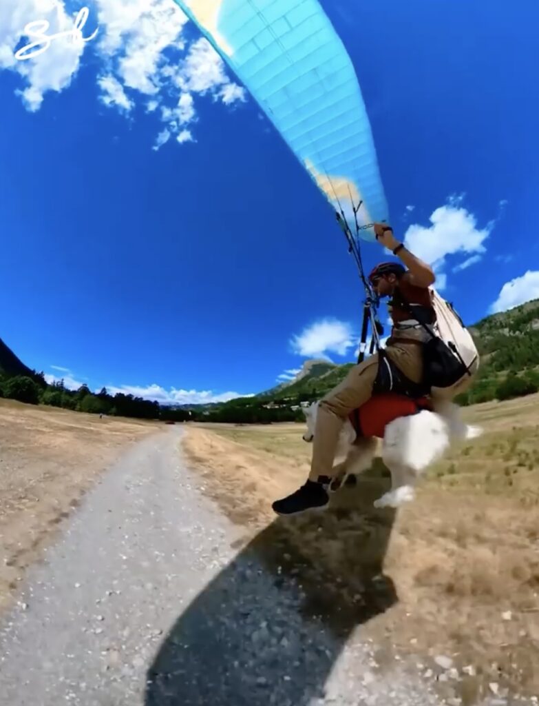 Ouka the paragliding dog coming down to land