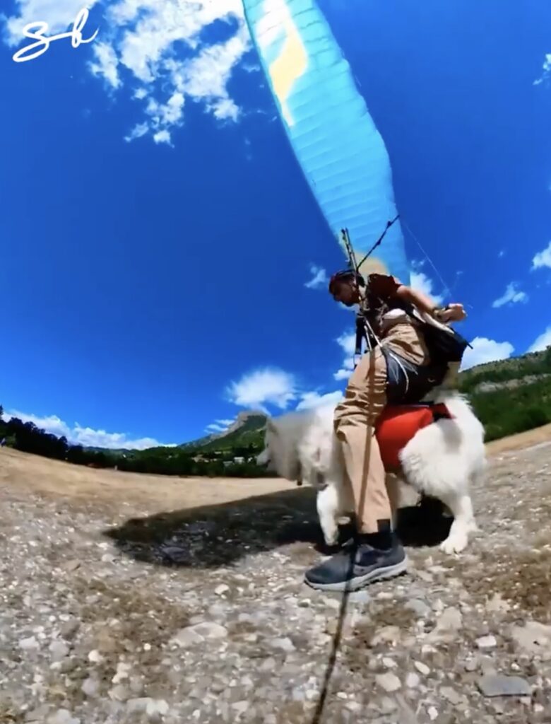 Ouka the paragliding dog coming down to land